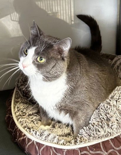 adoptable Cat in Alexandria, VA named Meg