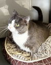 adoptable Cat in , VA named Meg