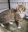 adoptable Cat in , VA named Nani