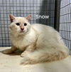 adoptable Cat in Herndon, VA named Snow