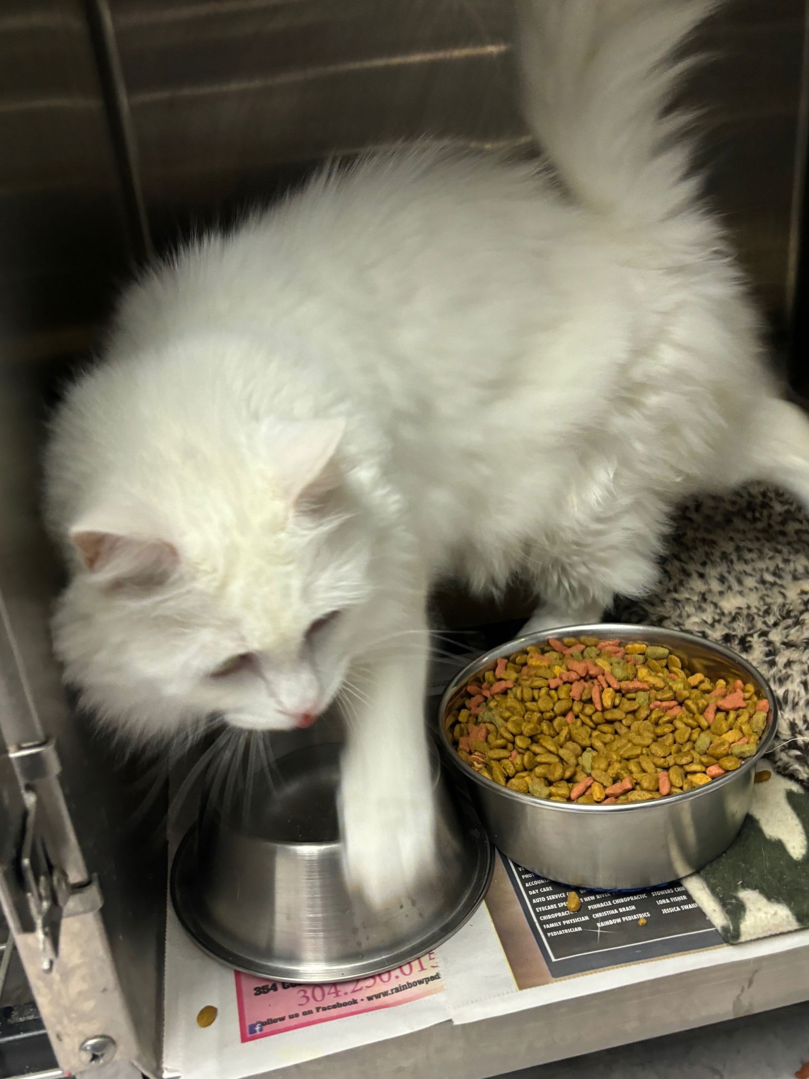 adoptable Cat in Fairfax, VA named Snowbell DECLAW