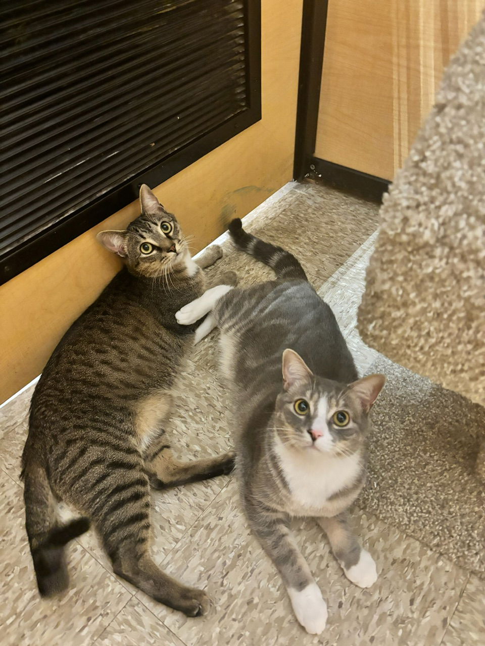 adoptable Cat in Herndon, VA named Luke (& Bo) - BONDED