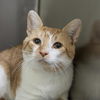 adoptable Cat in , VA named Tyger King