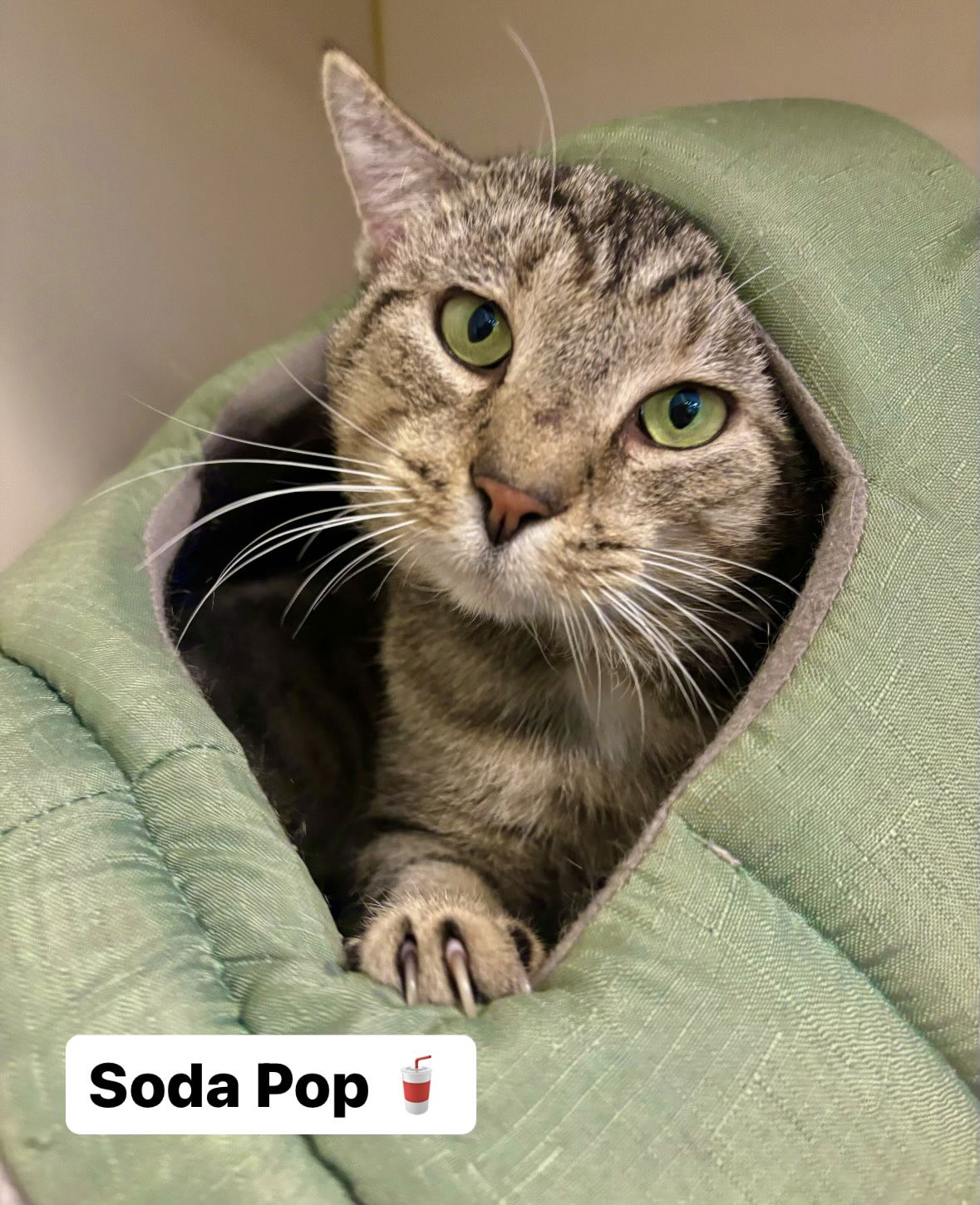 adoptable Cat in Herndon, VA named Soda Pop