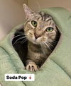 adoptable Cat in , VA named Soda Pop