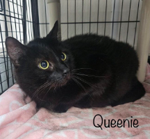 adoptable Cat in Alexandria, VA named Queenie