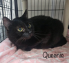 adoptable Cat in , VA named Queenie