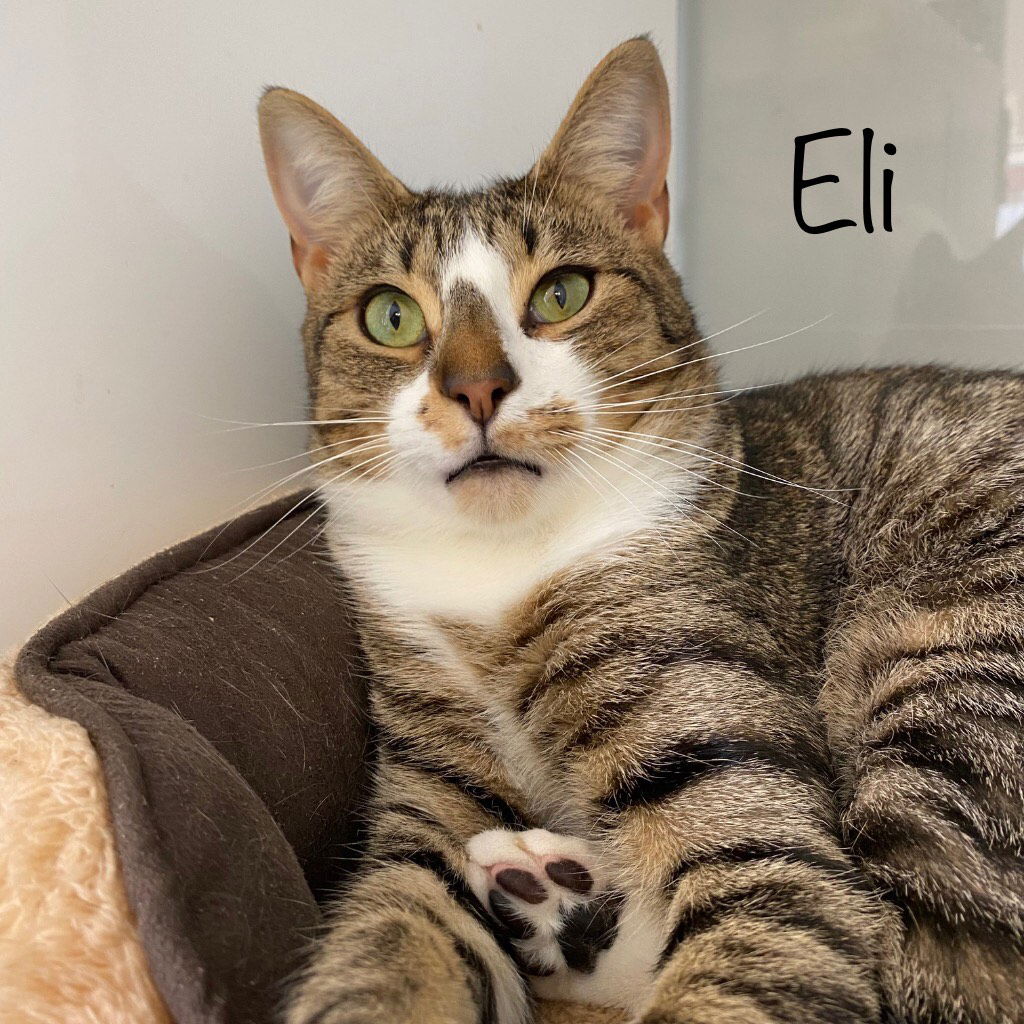 adoptable Cat in Herndon, VA named Eli