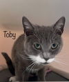 adoptable Cat in , VA named Toby