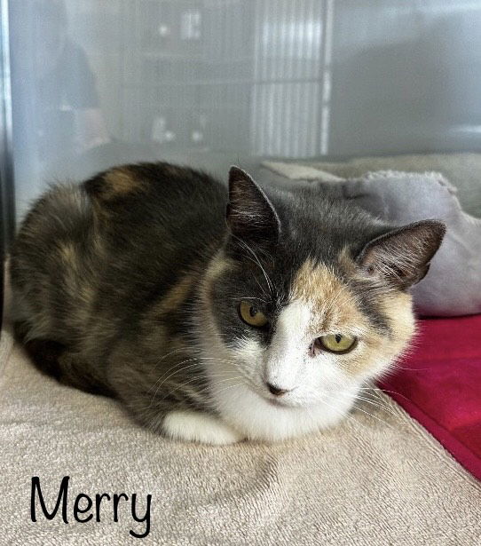 adoptable Cat in Herndon, VA named Merry