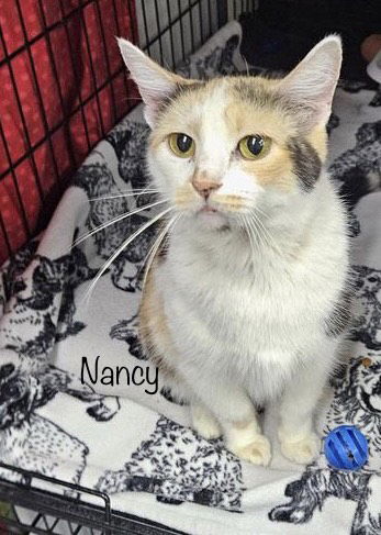 adoptable Cat in Herndon, VA named Nancy