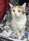 adoptable Cat in , VA named Nancy