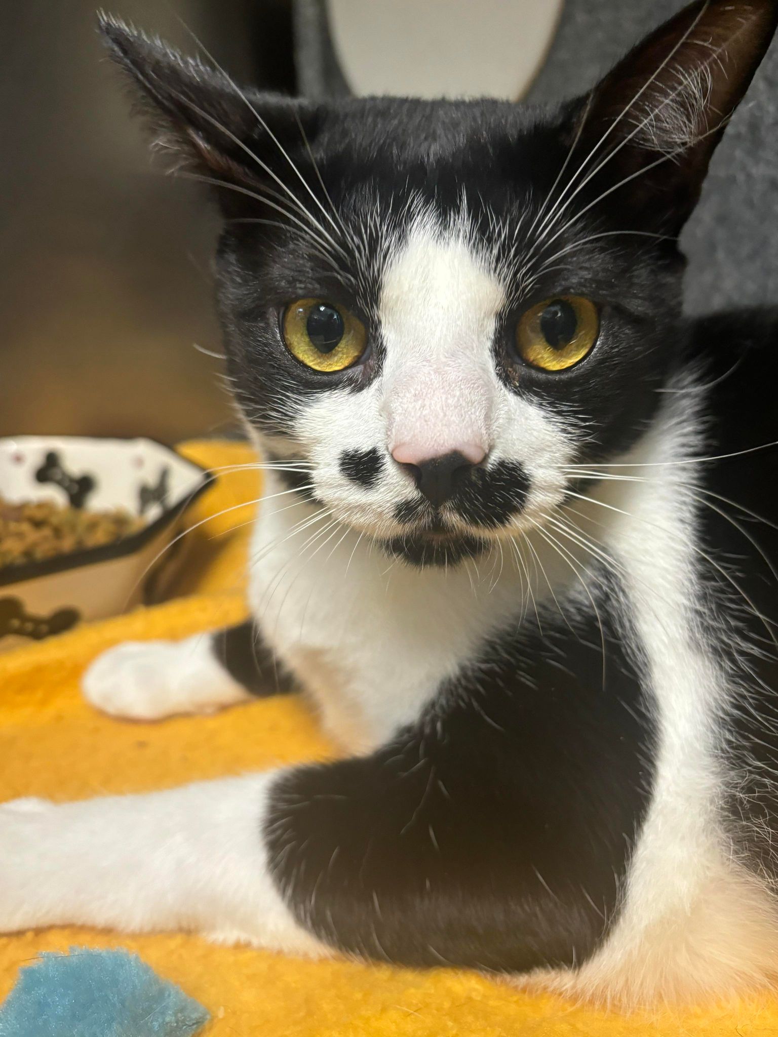 adoptable Cat in Herndon, VA named Clark