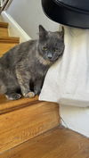 adoptable Cat in , VA named Birch