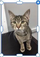 adoptable Cat in Herndon, VA named Autumn