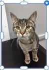 adoptable Cat in , VA named Autumn