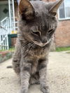 adoptable Cat in , VA named Camille