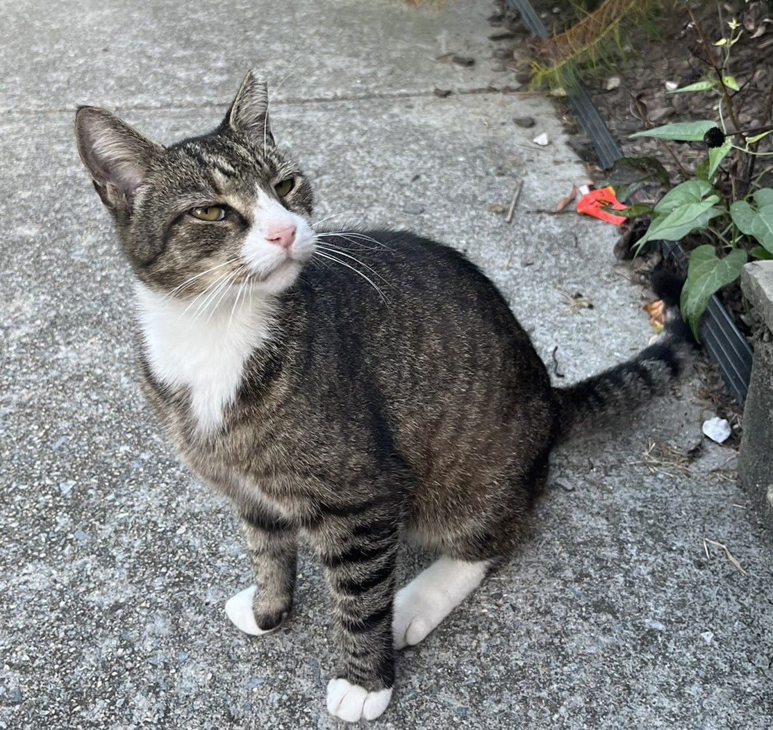 adoptable Cat in Herndon, VA named Isa