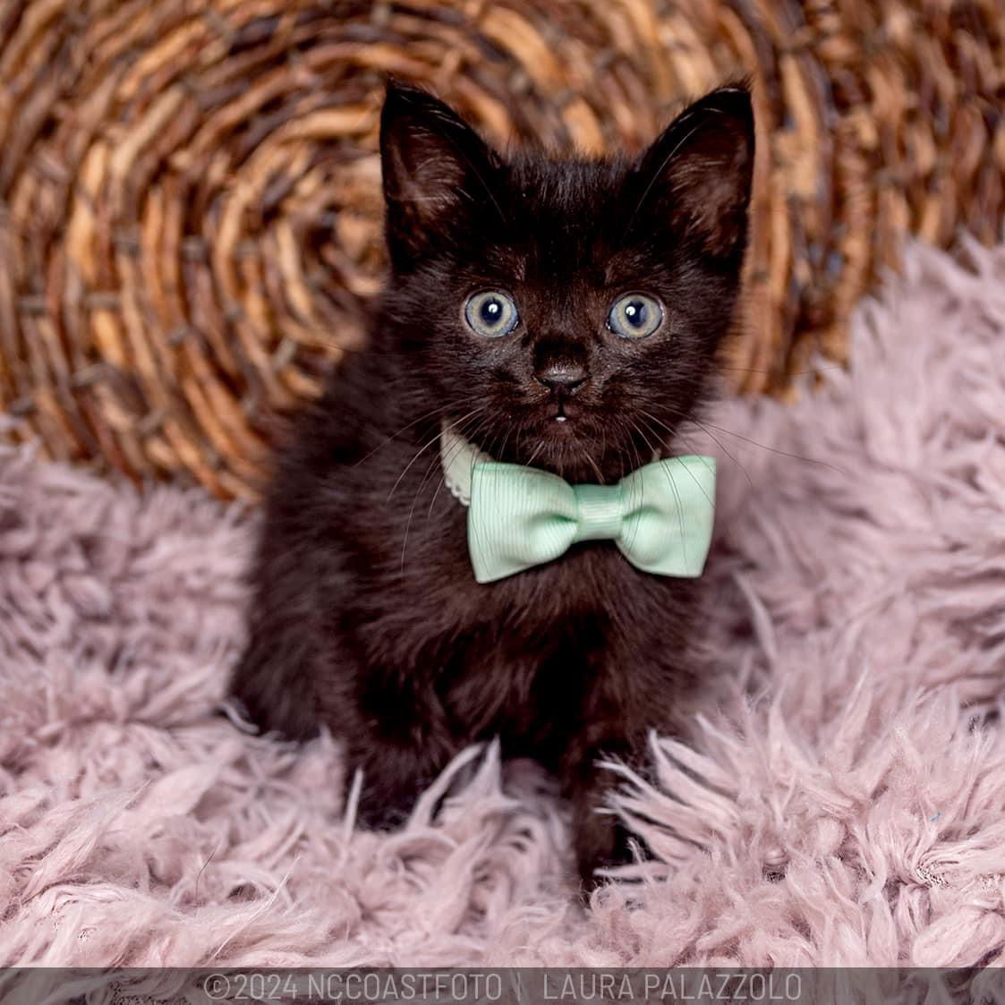 adoptable Cat in Herndon, VA named Pistachio