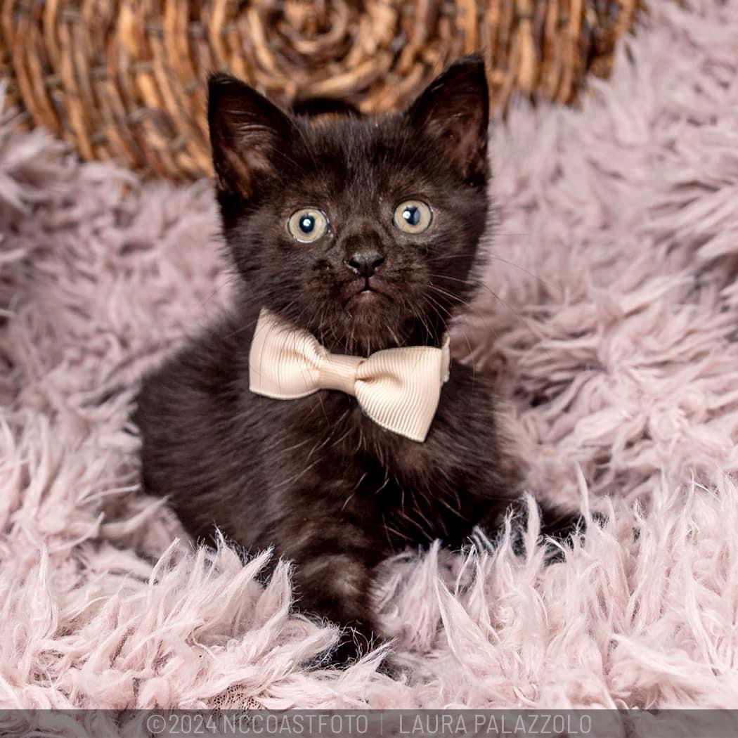 adoptable Cat in Herndon, VA named Yogi