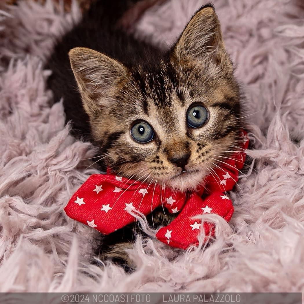 adoptable Cat in Herndon, VA named Dash