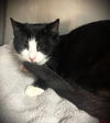 adoptable Cat in  named Lyndon