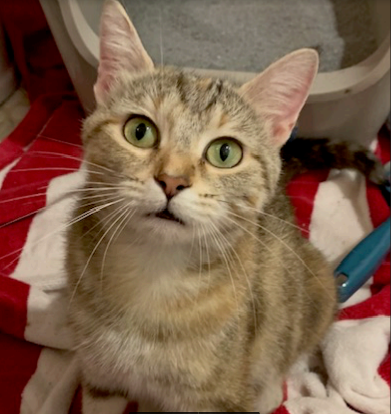 adoptable Cat in Herndon, VA named Petunia (& Nadine) - BONDED