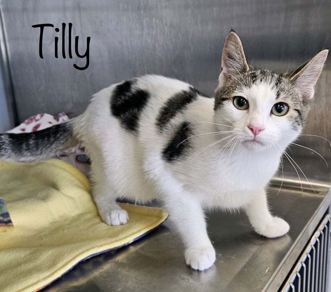 adoptable Cat in Herndon, VA named Tilly