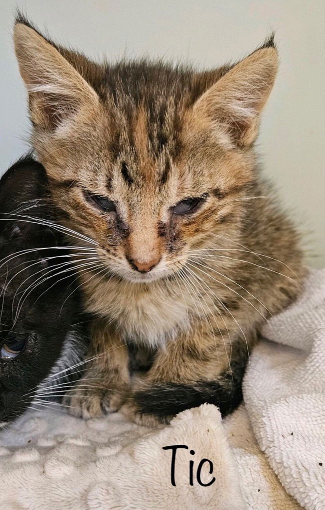 adoptable Cat in Herndon, VA named Tic