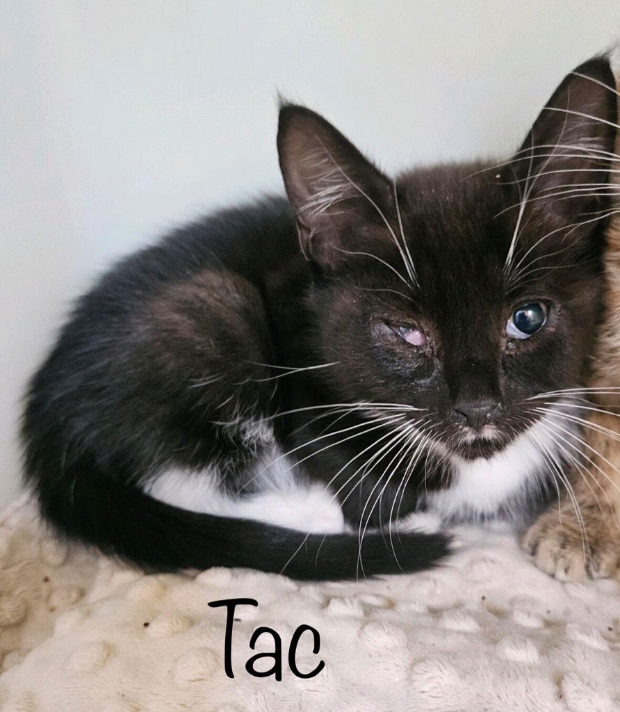 adoptable Cat in Herndon, VA named Tac