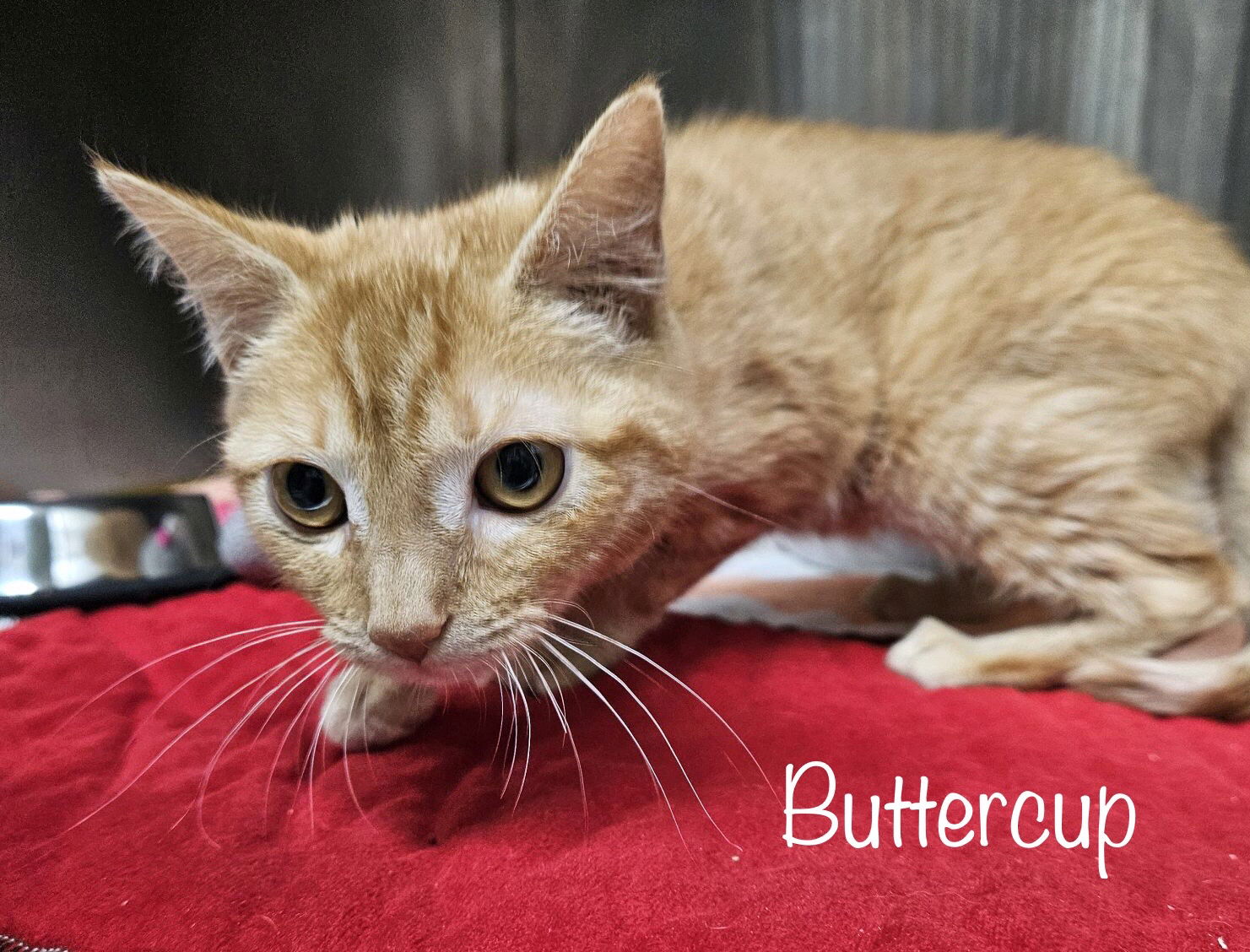 adoptable Cat in Herndon, VA named Buttercup