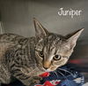 adoptable Cat in  named Juniper