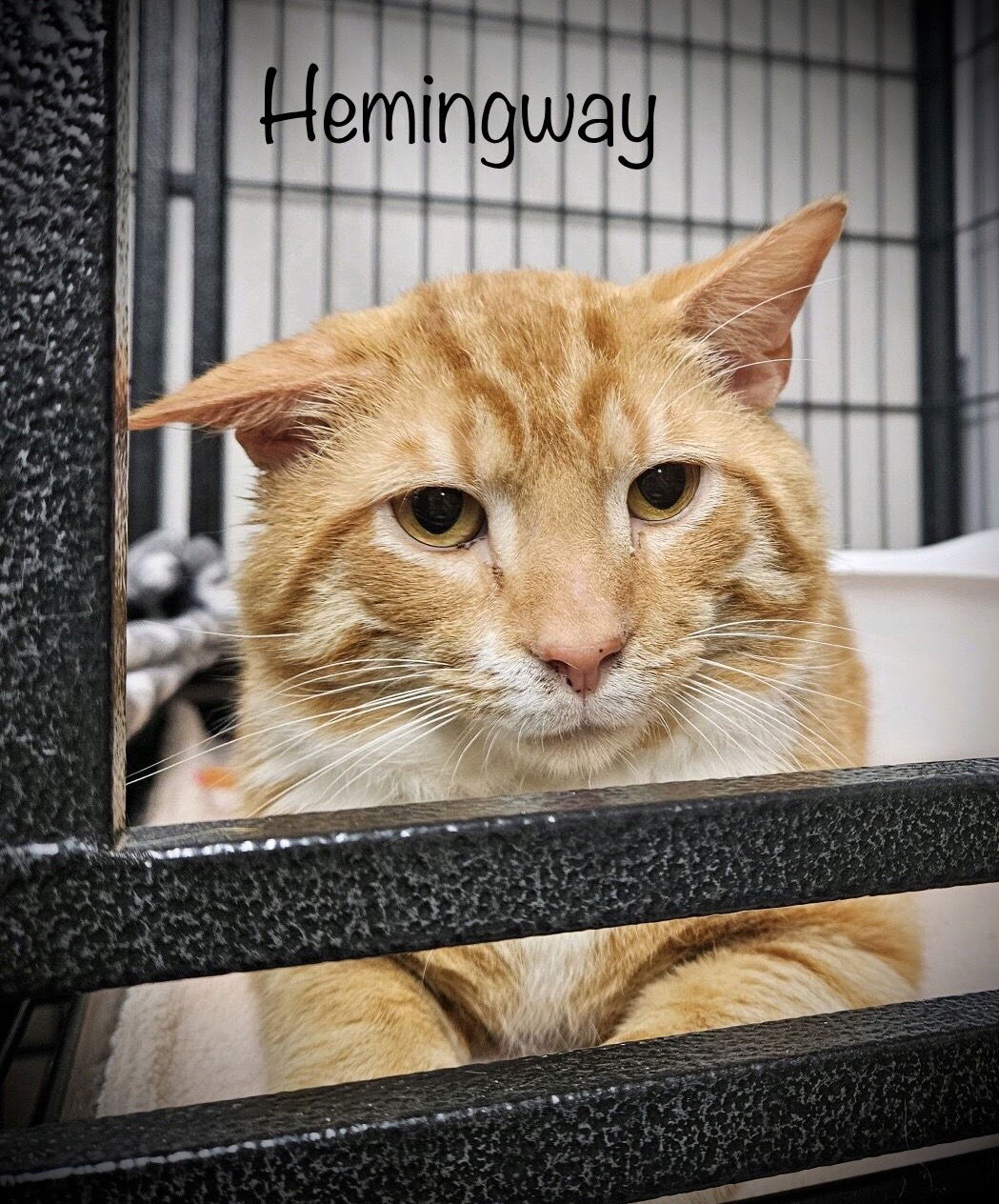 adoptable Cat in Herndon, VA named Hemingway