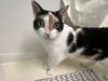 adoptable Cat in herndon, VA named Cherry *FEE WAIVED*