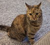 adoptable Cat in Herndon, VA named Peanut *FEE WAIVED*