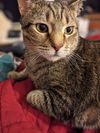 adoptable Cat in Herndon, VA named Boogie *FEE WAIVED*