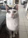 adoptable Cat in Herndon, VA named Buddy FEE WAIVED DIABETIC