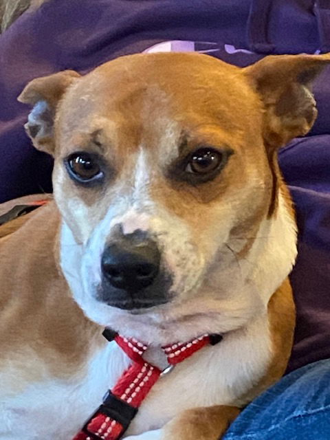 adoptable Dog in Herndon, VA named Oscar *FEE WAIVED* foster home needed