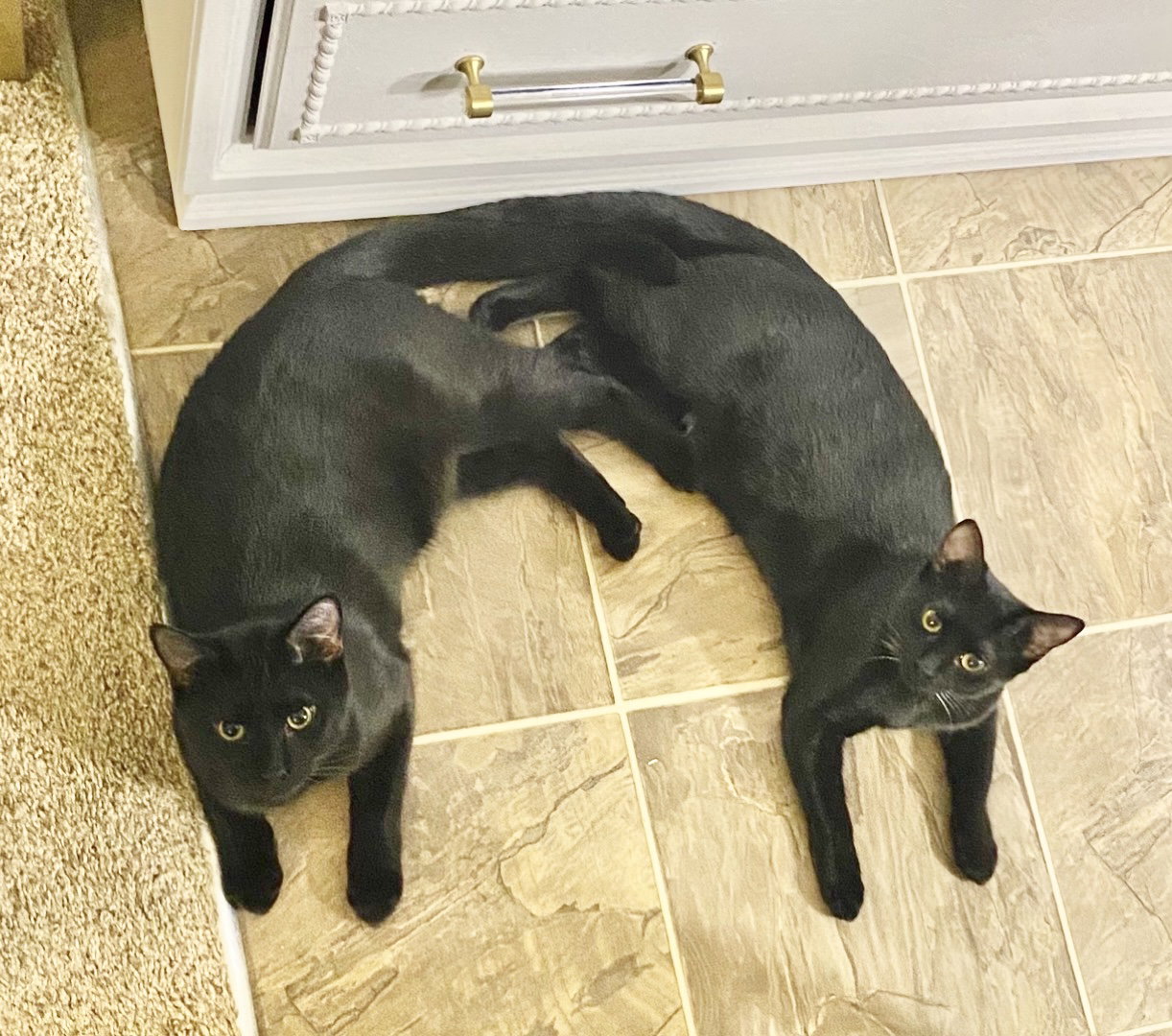 Costa & Serafina (BONDED)