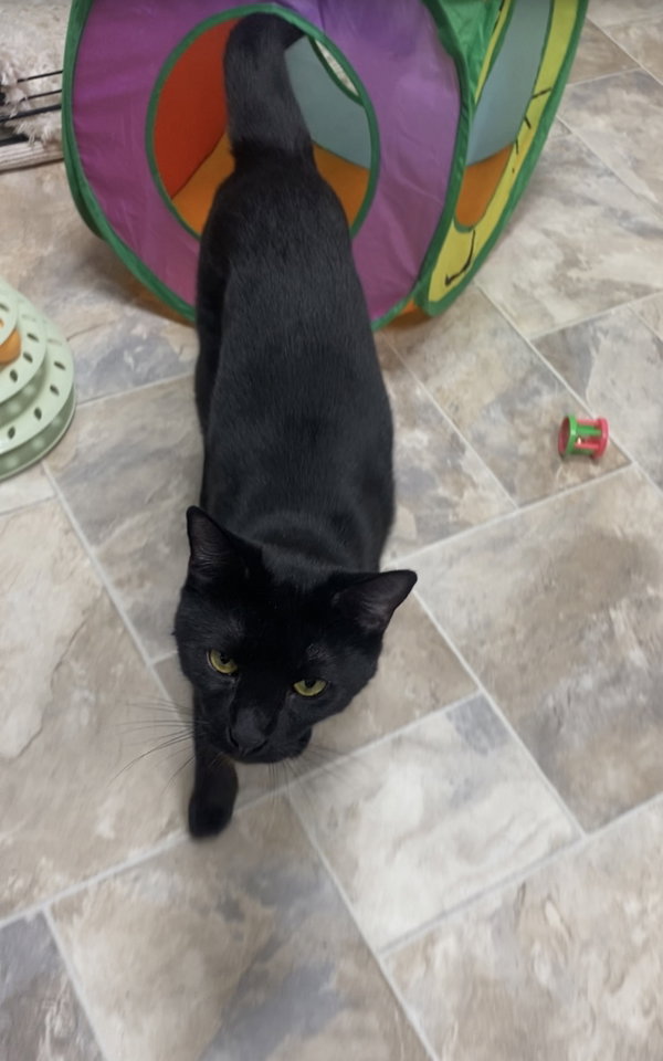 Costa & Serafina (BONDED)