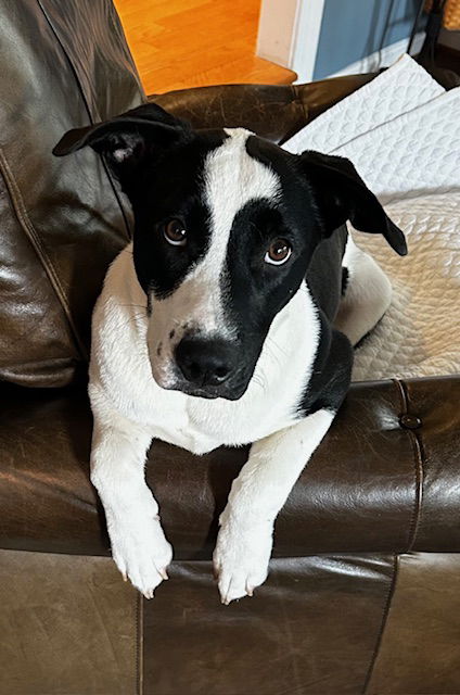 adoptable Dog in Herndon, VA named Oreo *FEE WAIVED*