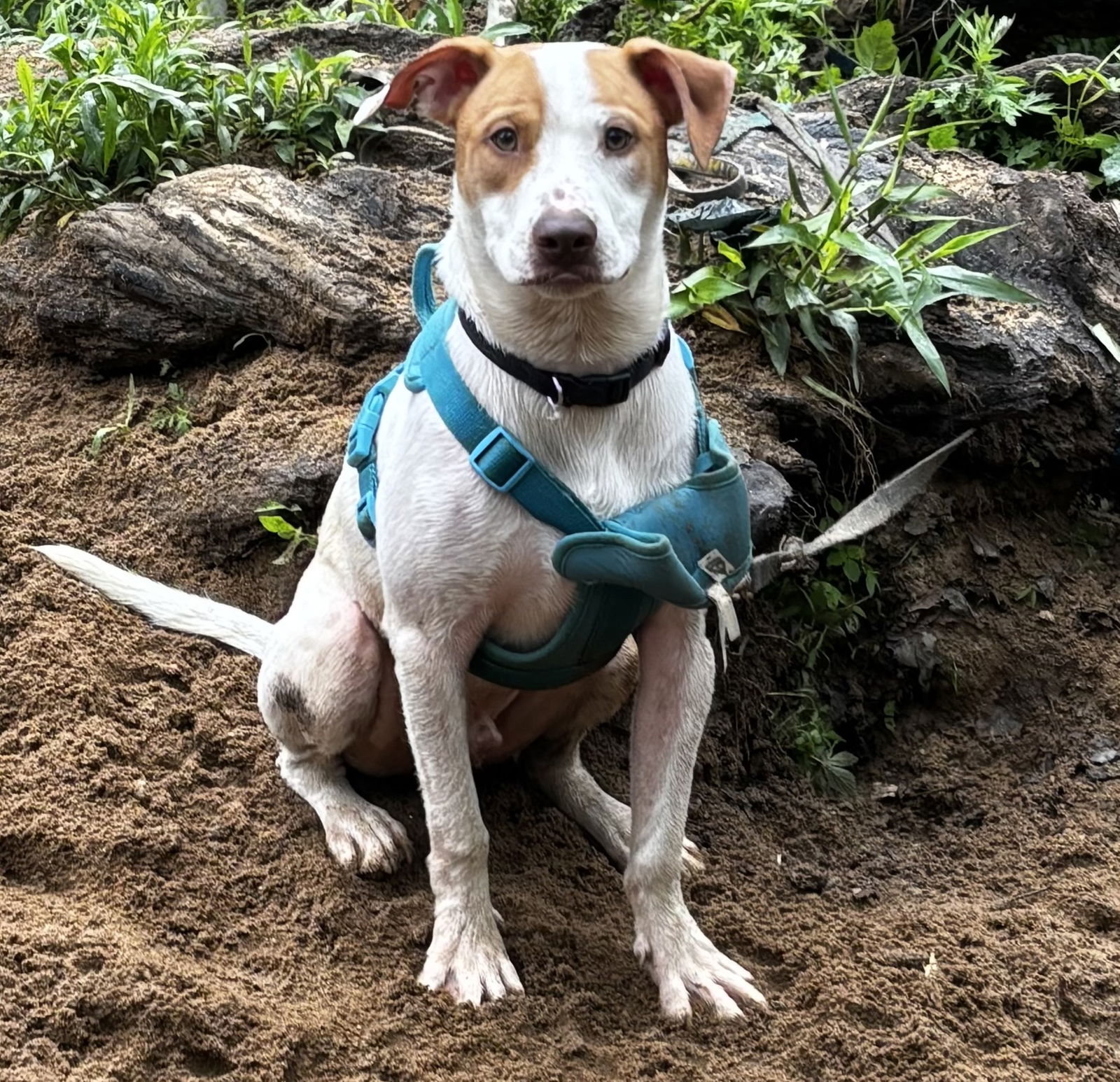 adoptable Dog in Herndon, VA named Arnold *FEE WAIVED*