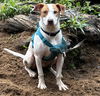 adoptable Dog in herndon, VA named Arnold *FEE WAIVED*
