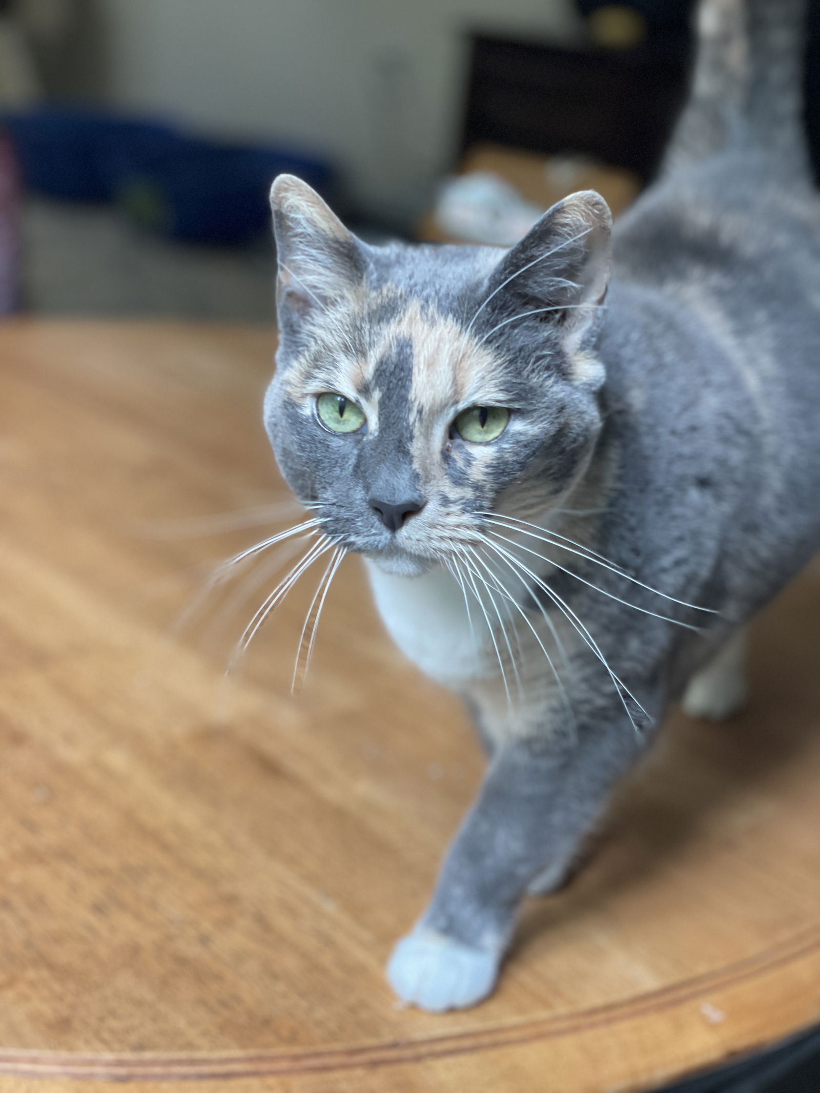 adoptable Cat in Herndon, VA named Missy *FEE WAIVED*