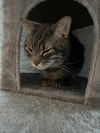 adoptable Cat in Herndon, VA named Petey the Sweetie