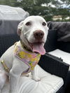 adoptable Dog in herndon, VA named Baby *FEE WAIVED*