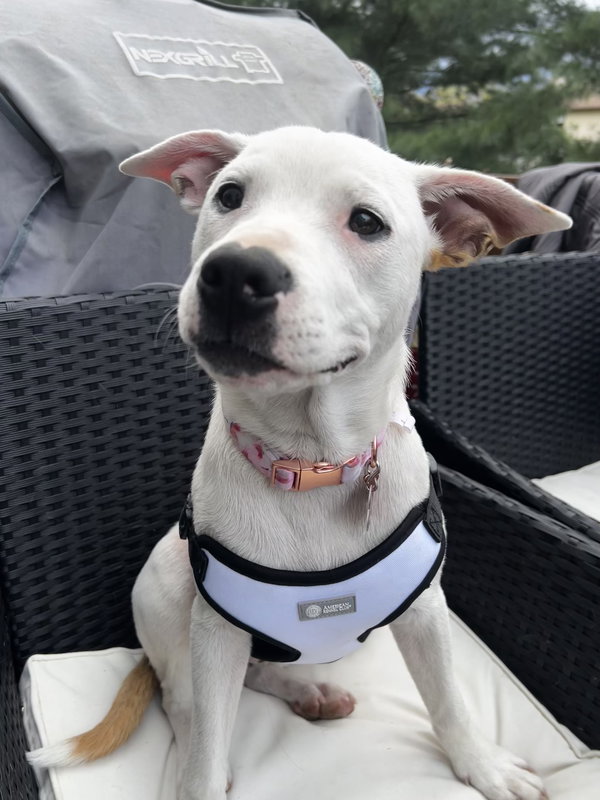 Boo Boo- loves dogs