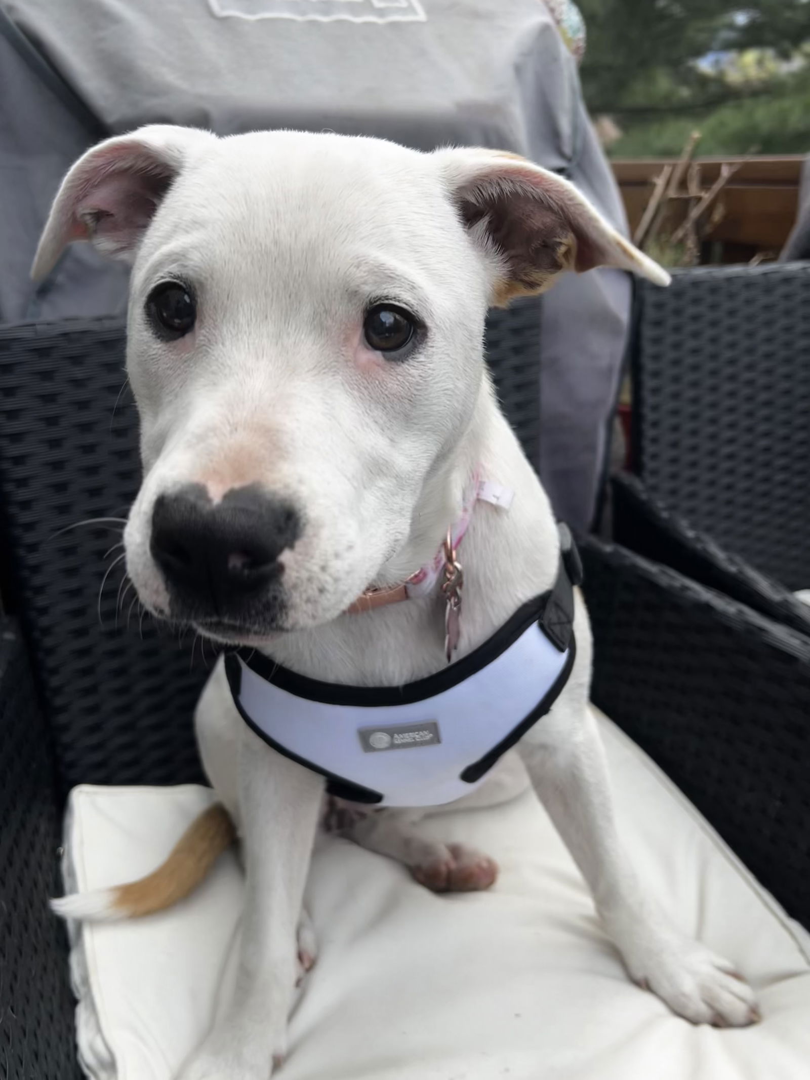 adoptable Dog in Herndon, VA named Boo Boo *FEE WAIVED*
