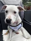 adoptable Dog in  named Boo Boo *FEE WAIVED*