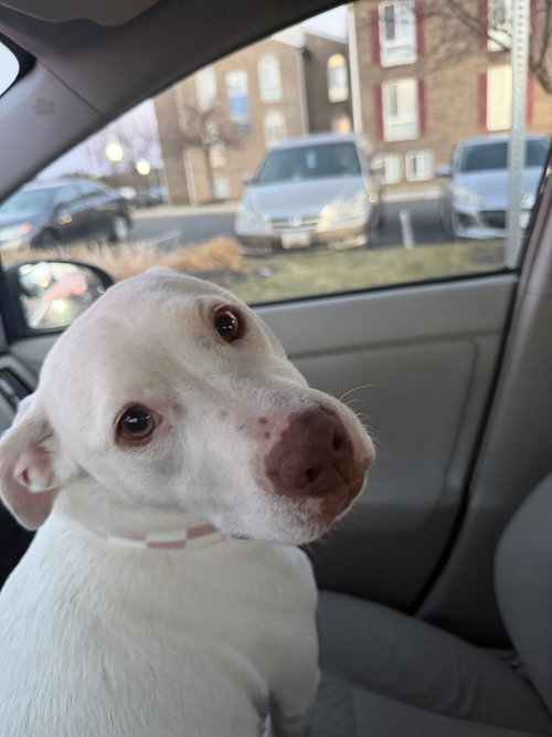Boo Boo- loves dogs — thumbnail 4